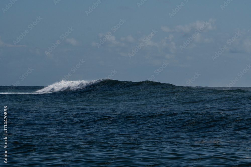 Fototapeta premium Humpback whale in Itacaré Bahia Brazil ocean at sunset with blue textured sea sky and tropical nature wildlife photography