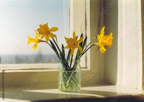 Fotografie Bouquet of yellow daffodils in glass jar on windowsill in sunlight, film photogr