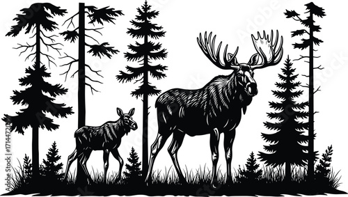 Majestic moose with calf standing between tall conifer trees in detailed black and white forest wildlife nature vector illustration design