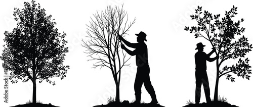 Tree pruning process with gardener in different seasons, black silhouette vector illustration showing seasonal tree care and maintenance for landscaping design