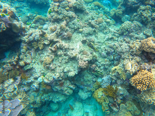 Colors of corals and fishes of the Great Barrier Reef ecosystem in Australia
