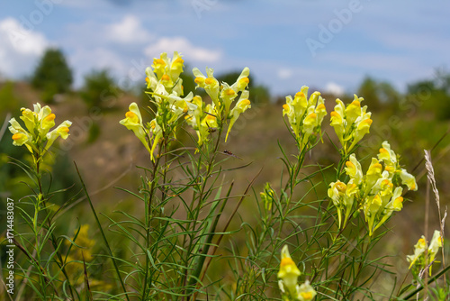 Flaxseed or wild snapdragon Linaria vulgaris is a medicinal herb. Wildflowers inflorescence
