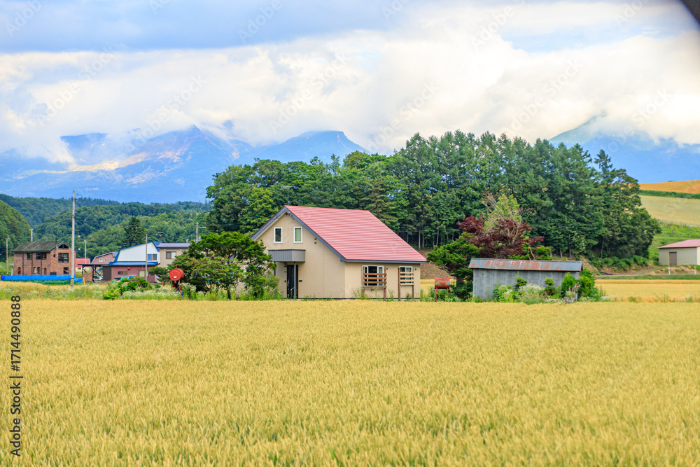Obraz premium Countryside House with Red Roof in Golden Wheat Field with Mountain View, Biei, Hokkaido, Japan
