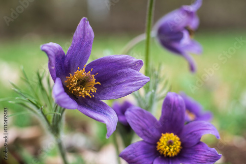 the flower head of a pasque flower