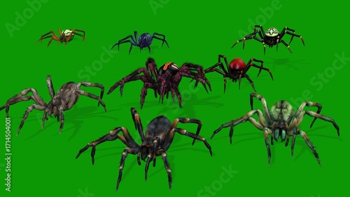 Lots Of Spider Walking Front Side-3D Rendering Animation On Green Screen