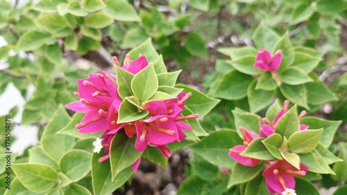 Pink bougainvillea flowers with green leaves