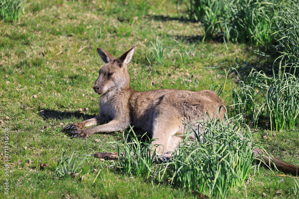 Fototapeta premium kangaroo in the grass