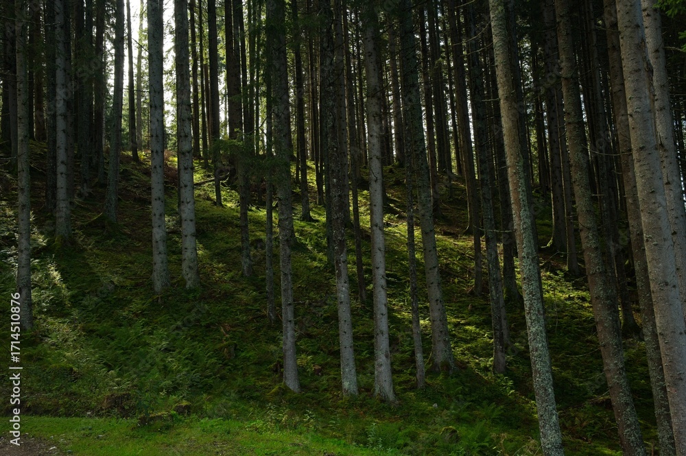 Fototapeta premium beautiful deep forest in the austrian alps near Embach
