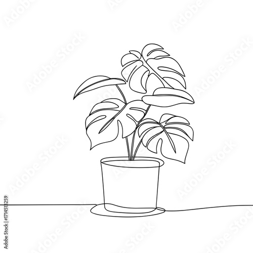 Line art of a Monstera plant in a simple pot on a table  