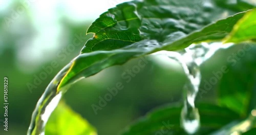 Wallpaper Mural Close-up of Water Droplets on Green Leaf in Nature Torontodigital.ca