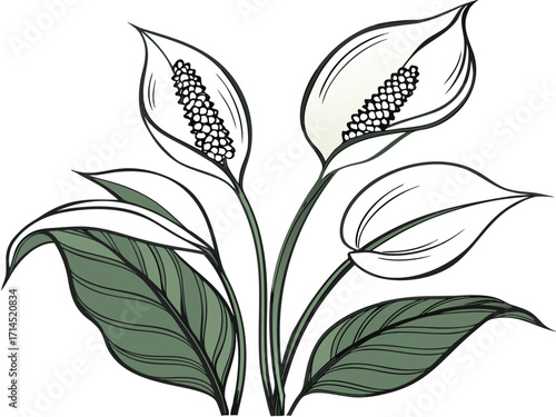 Vector art of peace lily flowers, featuring elegant white petals and lush green leaves, perfect for adding a touch of nature to any design with its graceful and calming presence