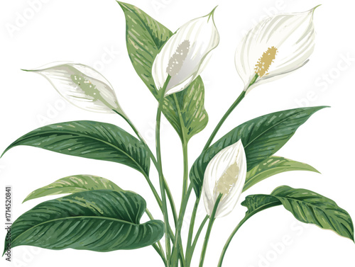 Vector art of elegant peace lily plant with delicate white flowers and lush green leaves, , showcasing its serene beauty and graceful form in a botanical style