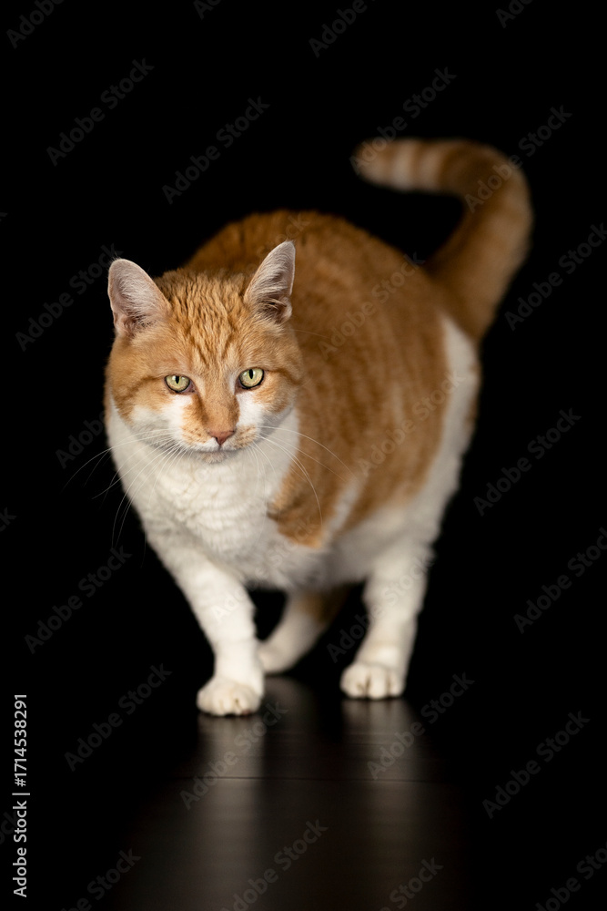 Obraz premium katze vor dunklem Hintergrund