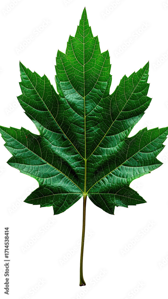 Fototapeta premium Close-up of a vibrant green maple leaf