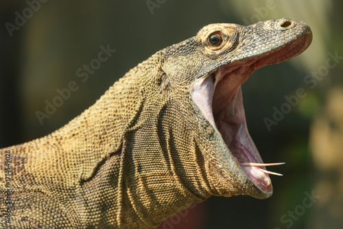 Komodo dragon with tongue out