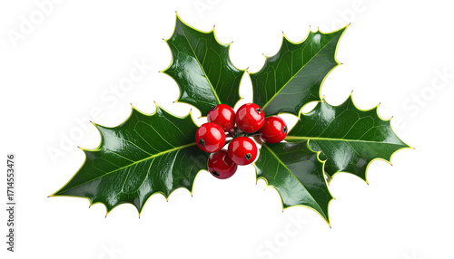 Close-up of holly sprig with red berries