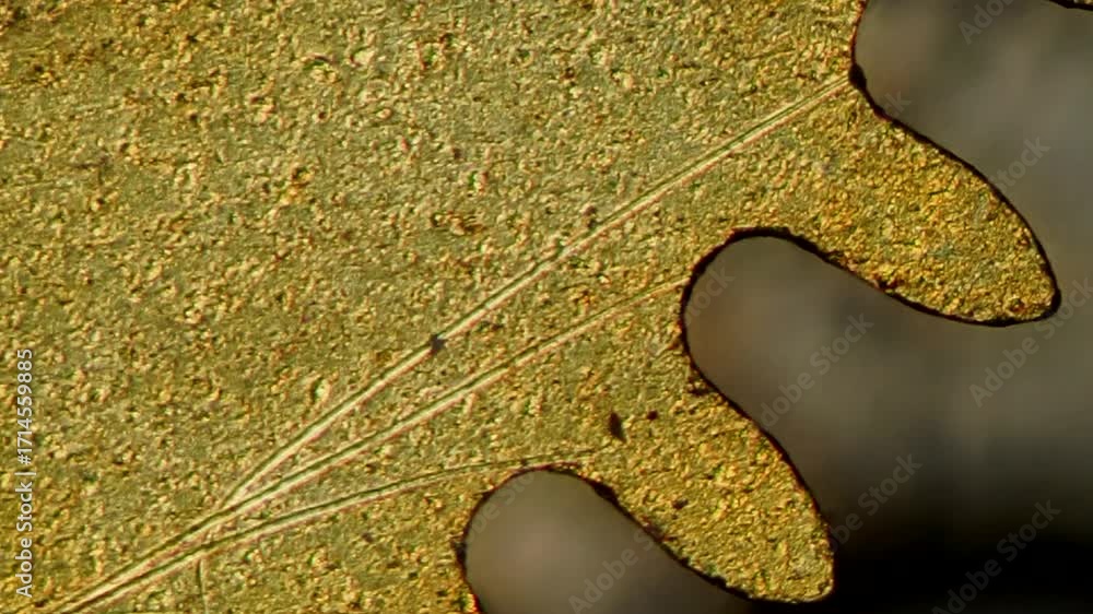 Ruby In Machining Vintage Watch Mechanism Under Microscope - DIC Reveals Brass Surface ...
