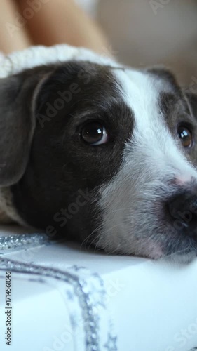 Vertical screen lovely dog with brown and white fur wearing a white woolen sweater rests its head on a white gift box decorated with a silver ribbon, gazing calmly with its big, dark eyes