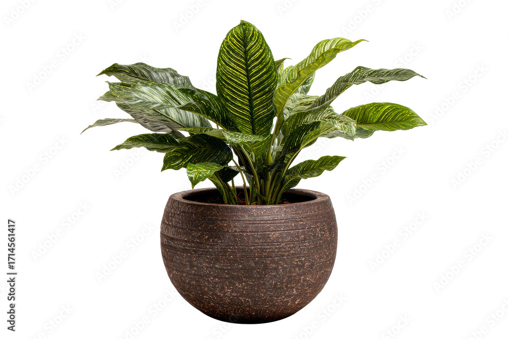 Obraz premium Tropical green leaves in brown pot isolated on transparent background.