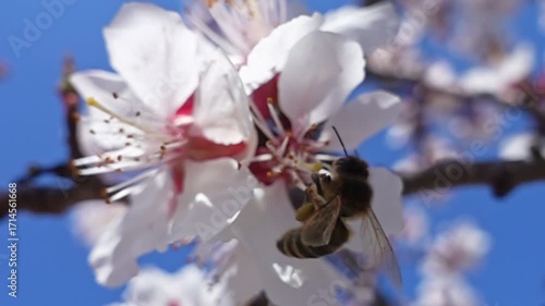 Bee collecting nectar and pollinating an apricot flower in spring. Slow motion. Bee forages on blooming flower in springtime garden, captured in bright daylight, macro.