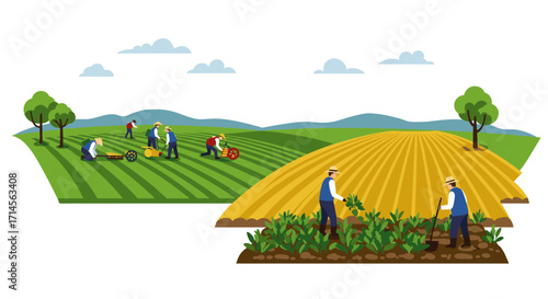 Agricultural workers in fields: modern farming techniques and harvesting activities