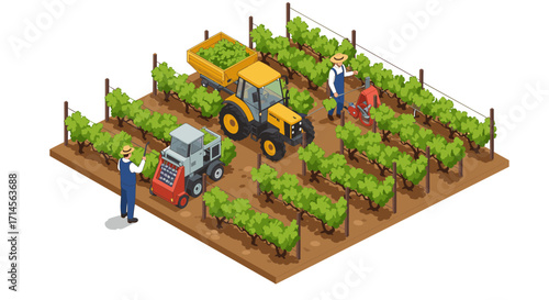 Isometric vineyard harvesting scene with farmers and tractors among grape vines