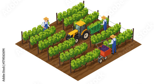 Isometric vineyard harvest scene with workers, tractor, and lush green vines