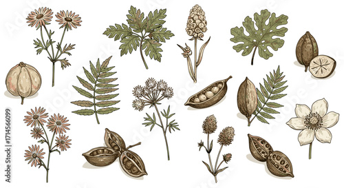 Botanical collection: vintage nature-inspired floral and seed pods