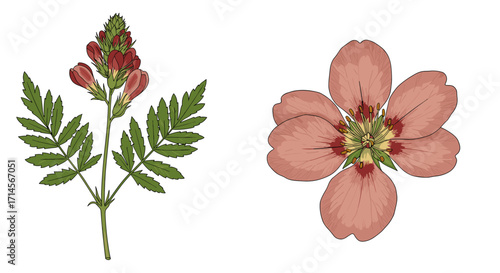 Botanical study of peach flower with detailed leaf and bloom
