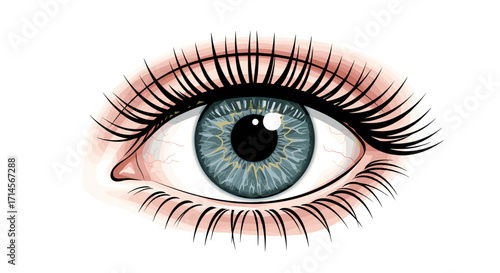 Realistic human eye with blue iris and long eyelashes on white background