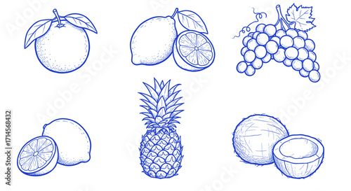 Vintage blue ink drawings of citrus grapes pineapple and coconuts