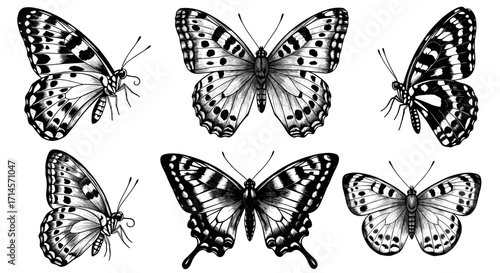 Elegant black and white butterfly collection featuring intricate ink designs