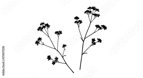 Minimalist floral silhouette: elegant wildflower stems in black