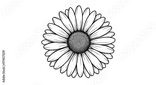Detailed black and white daisy flower with intricate petal design