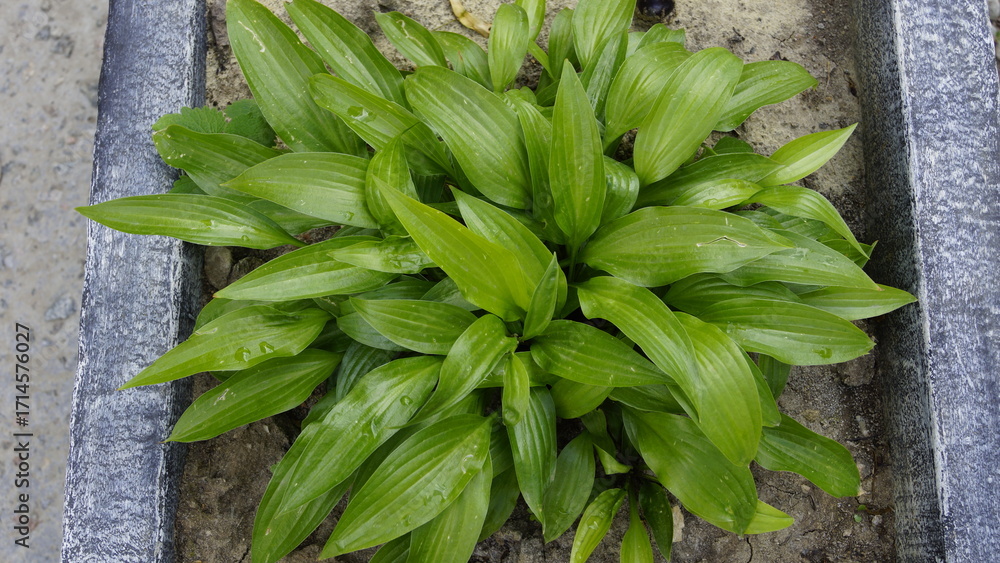 Fototapeta premium Hosta plant in outdoor flower bed, lush green leaves