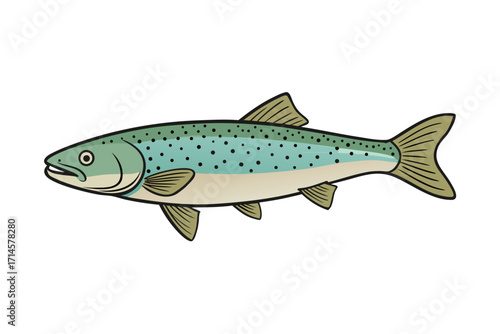 fish on white background