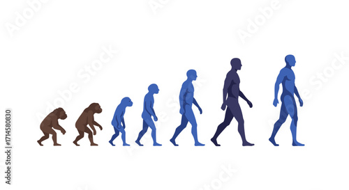 Evolutionary progression chart depicting ape to modern human in stylized side view