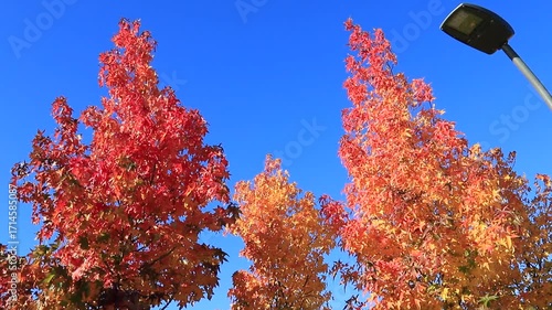 Autumn park with yellow orange trees. Leaves sway in wind in leave fall. Japanese maple palmate, autumn tree, city of Dnipro, Dnepr, Ukraine, wallpaper