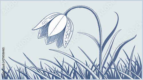 Graceful Drooping Bell Flower Illustration with Detailed Petals and Grass in Monochromatic Blue and White
