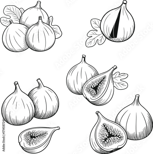 Detailed line art illustrations of fresh figs and fig halves with leaves fruit food