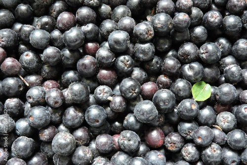 Wallpaper Mural A close-up of fresh ripe aronia berries decorated with a green leaf Torontodigital.ca