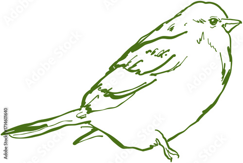 Hand drawn ink vector illustration. Christmas winter time themed. Robin bird