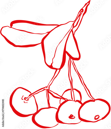 Hand drawn ink vector illustration. Christmas winter time themed. Holly berry 