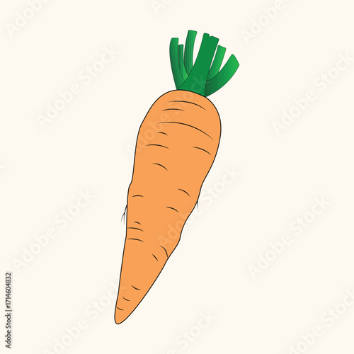 The Art of the Carrot, vegetable drawing.