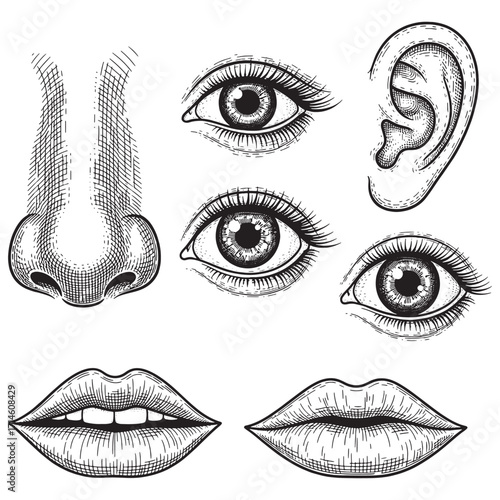 Hand-drawn engraved style illustrations of human face parts and sensory organs including nose, ears, eyes, mouth, and lips. Solid black vector style, perfect for tracing, educational purposes,