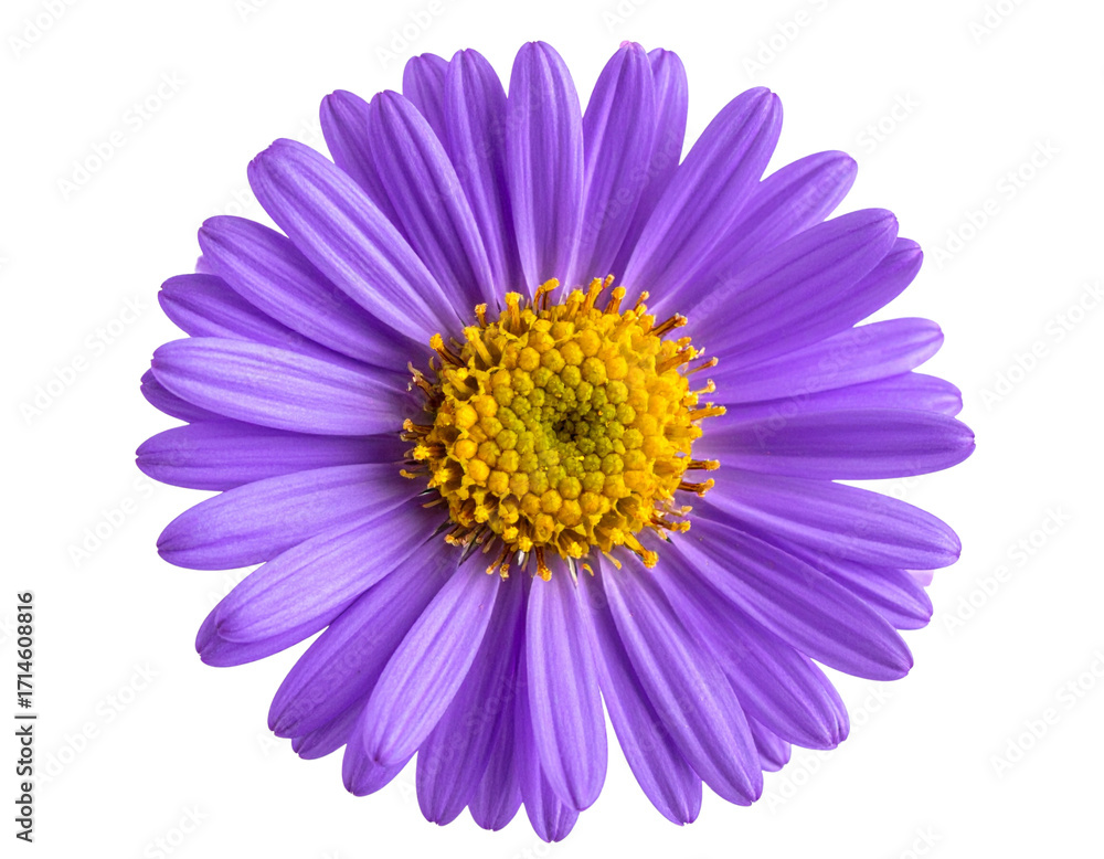 Obraz premium Vibrant Purple Aster Flower Close-Up, Front View, isolated on transparent background.