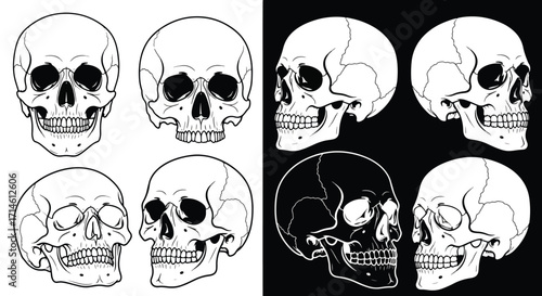 Black and white vector set of human skulls in different views, isolated silhouettes and outlines for anatomy, design, and graphic artwork.