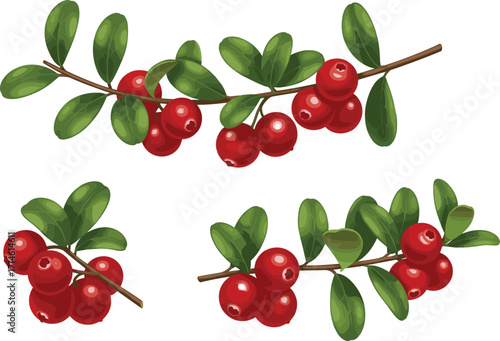 PrintCartoon botanical illustration of red berries with green leaves, cranberry or lingonberry plant branch, natural fruit design, seasonal decoration, vector art style