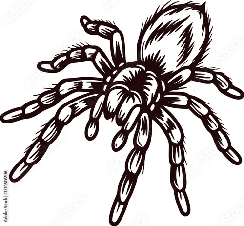 Detailed vintage drawing of a tarantula spider isolated on white background, realistic sketch illustration