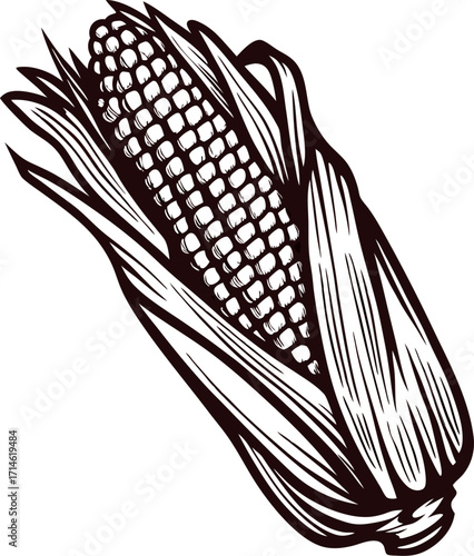 Hand drawn corn cob in vintage engraving isolated on white background illustration